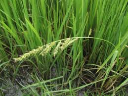 Image result for Echinochloa pyramidalis