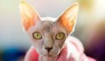 Sphynx Cat Names: 230 Best Names for Hairless Cats | PetPress