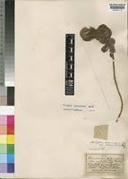 Image result for Acalypha caperonioides