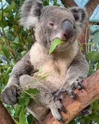 Australia Wildlife Donation Giveback Video Wild Animals Videos Cute Wild Animals Animals Beautiful