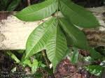 Image result for Antrocaryon nannanii