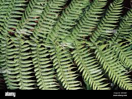 Image result for Cyatheaceae