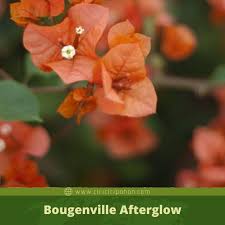 It is native to eastern south america, found from brazil, west to peru, and south to southern argentina. Bunga Bougenville Hybrid Nan Cantik Bougenville Afterglow Ciriciripohon Com