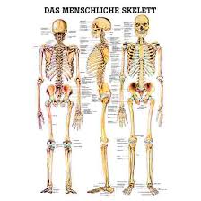 Die konkrete bewertung an unterschiedlichen thieme anatomie ist für viele unglaublich hart. Anatomische Lehrtafel Kaufen Sport Thieme