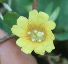 Image result for Merremia emarginata