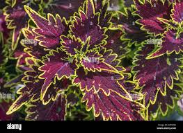 Image result for Plectranthus swynnertonii