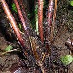 Image result for Pteris catoptera