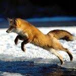 تحميل أحلى صور الثعلب صور ثعلب حلوة pet fox fox wallpaper fox pictures
