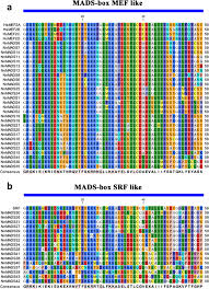 Juli 2020 jährt sich das ende der wohl bis heute verrücktesten sendungen, welche je auf dem kanal des schweizer farbfernsehen über die bildröhre zuckte. Genome Wide Identification Of Mads Box Gene Family In Sacred Lotus Nelumbo Nucifera Identifies A Sepallata Homolog Gene Involved In Floral Development Bmc Plant Biology Full Text