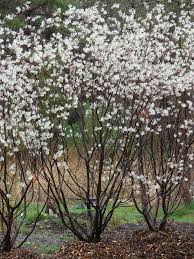 Image result for Stadmannia