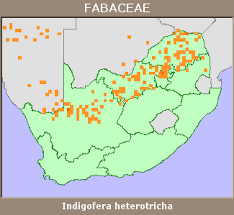 Image result for Indigofera heterotricha