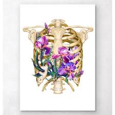 There are twelve pairs of ribs, all of which articulate with the vertebral column. Rib Cage Anatomy Floral White Medshop Philippines
