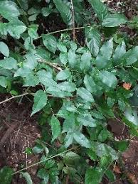 Image result for Secamone