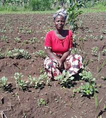 Image result for Strephonema mannii