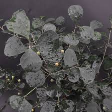 Image result for Ficus demeusei