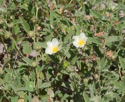 Image result for Sida chrysantha