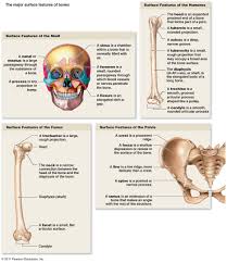 Pin By Kimberly Maciel On School Skeletal System Anatomy
