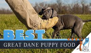 We did not find results for: 8 Best Great Dane Puppy Foods With Our 2021 Most Affordable Pick