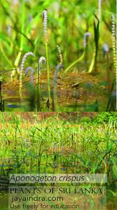 Image result for Aponogetonaceae