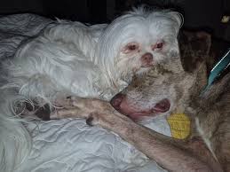 Please could someone make the white & tan dog