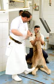 All halal slaughter means is that the animals must be slaughtered in a certain manner. Camel Hump The Ultimate Delicacy Anissa S Blog