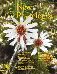 Image result for Agelanthus natalitius