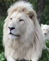 Nativeamericansoul On Twitter One Of The Few White Lions Left Animals Animals Beautiful Baby Animal Videos