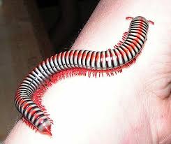 Black And Yellow Millipede India Vietnamese Rainbow Millipede Aulacobolus Rubropunctatus Millipede Beautiful Bugs Bugs And Insects