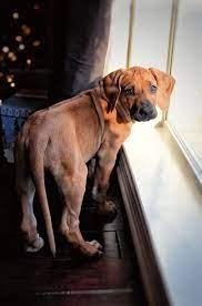 9 Weeks Rhodesian Ridgeback Puppies Beautiful Dogs Rhodesian Ridgeback Dog