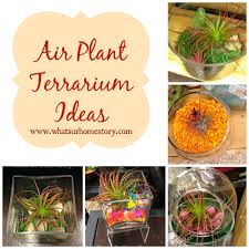 See more ideas about plants, air plants, air plant terrarium. Air Plant Terrarium Ideas Whats Ur Home Story