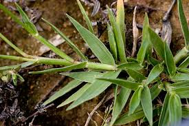 Image result for Sporobolus coromandelianus