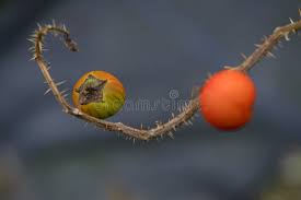 Image result for Solanum capsicoides