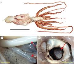 Most squid have 8 arms and two longer tentacles but some squids have 10 arms. Mismatch Between The Eye And The Optic Lobe In The Giant Squid Royal Society Open Science