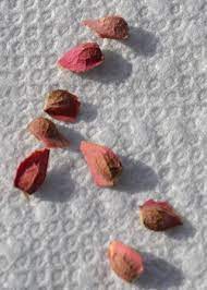 Order now for fall or spring. You Are Here Home Growing Japanese Maples Growing Japanese Maples From Seed Growing Japanese Maples F Japanese Maple Tree Maple Tree Seeds Japanese Maple