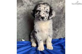 Australian shepherd mix puppies ohio. Australian Shepherd Puppy For Sale Near Akron Canton Ohio 9e94e8d9 2f41