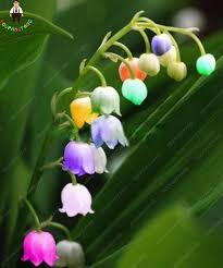 Plant Some Old Reliable Lily Of The Valley In Your Garden They Smell Divine And Are An Old Soul Plant Ra Orchid Seeds Lily Of The Valley Flowers Rose Seeds
