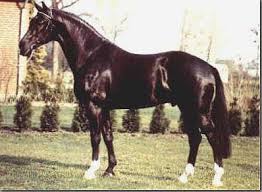 Olympic Ferro Dutch Warmblood Dutch Warmblood Warmblood Horses Stallion