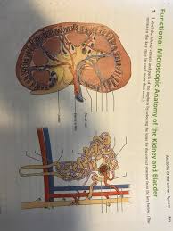 These vessels transport blood cells, nutrients, and oxygen to the tissues of the body. Solved Anatomy Of The Urinary System 501 Functional Micro Chegg Com