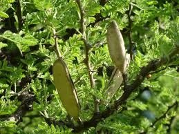 Image result for Acacia hebeclada