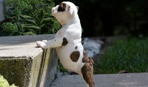 From the moment they're born, puppies are exposed to a whirlwind of new experiences. Tips And Tricks For Training A Dog To Use Pet Steps Stairs And Ramps