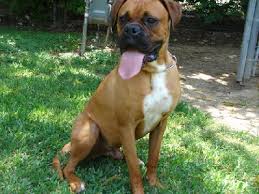 Check spelling or type a new query. Meet Samson Male Classic Fawn Boxer Lone Star Boxer Rescue Houston Tx
