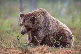 Bitcoin Price Analysis: Navigating Liquidation Clusters in a Range-Bound Market