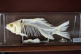 Real Genuine Fish Skeleton Fish Bone Mounted On Display Case Birth Christmas Gift Fish Skeleton Fish Bone Fish