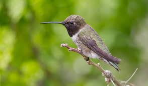 We did not find results for: Black Chinned Hummingbird Idaho Birds