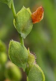 Image result for Zornia setosa