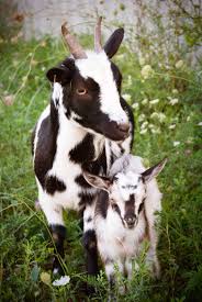 Baby Pygmy Goats Images Thecelebritypix Pygmy Goat Goats Cute Goats