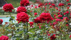 Wallpapers gambar bunga mawar merah cantik. 100 Gambar Bunga Berbagai Jenis Yang Indah Cantik Mahal Dan Langka Kozio Com