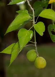 Image result for Croton megalobotrys