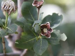 Image result for Dais cotinifolia