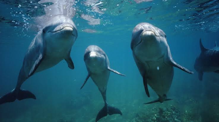 Dolphins: Facts about the intelligent marine mammals that use tools to hunt | Live Science